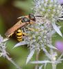 Philanthus triangulum